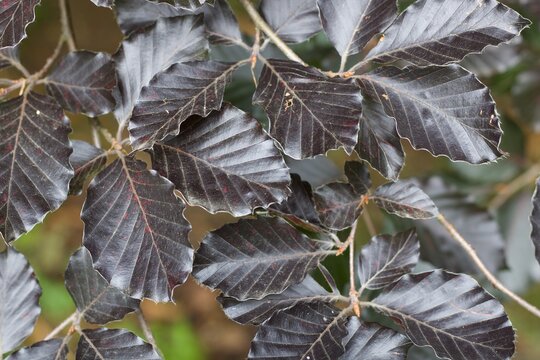 Dark beech leaves background showing brown summer foliage close up