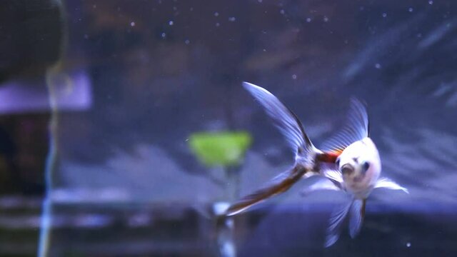 朱文金  金魚 接写 4K / Shubunkin. Single tailed fancy goldfish swimming in the aquarium. 4K Close up shot.