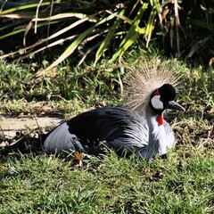A view of a Crowned Crane