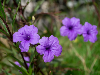 Close up violet flowers of Waterkanon, Watrakanu, Minnieroot.