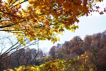 Beautiful autumn landscape in Northern Alps of Japan, Otari, Nagano