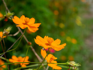 Naklejka na ściany i meble Cosmos flower in field with blur background