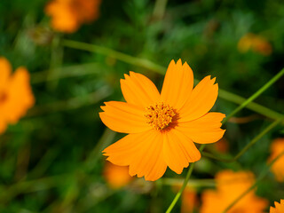 Cosmos flower in field with blur background
