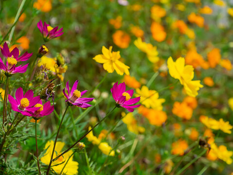 Cosmos flower in field with blur background © noppharat