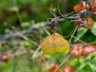 Balloon vine plant. (Cardiospermum halicacabum)