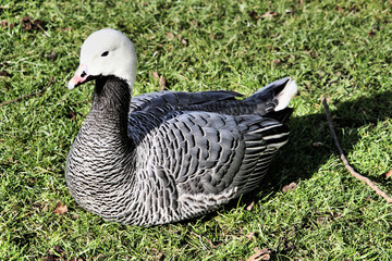 An Emporer Goose on the ground