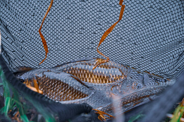 Ryby w siatce © SqFX