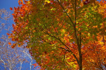 Beautiful autumn landscape in Northern Alps of Japan, Otari, Nagano