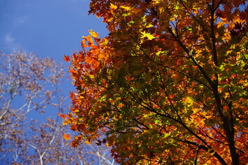 Beautiful autumn landscape in Northern Alps of Japan, Otari, Nagano