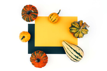 Beautiful pumpkins on a white background with an orange-black element.