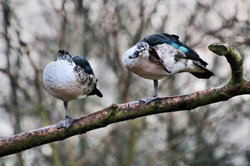 Ducks on a branch