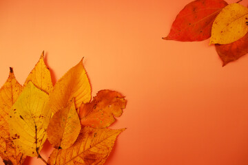 Naklejka na ściany i meble Autumn leaves on colorful background for design, 秋の紅葉