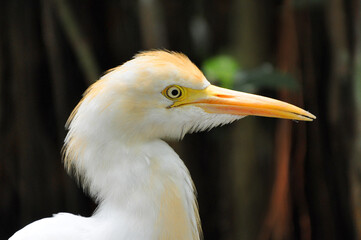 Closeup portrait of white heron (Cattle Egret, Bubulcus ibis) over blurred green background