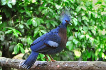 The blue western crowned pigeon side sitting on the tree branch