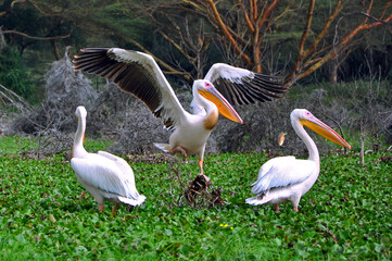 Three white Pelicans sitting in lush green swamp at Naivasha lake, Kenya, Africa