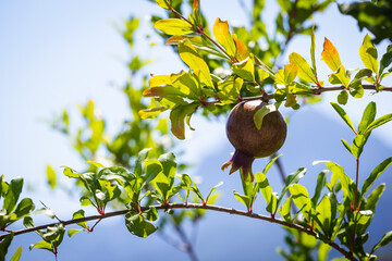 Bunch of pomegranate fruit growing on a tree in the garden