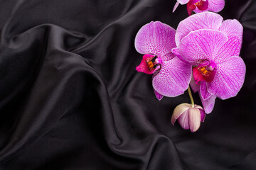purple orchid phalaenopsis flower on a black silk background. Top view