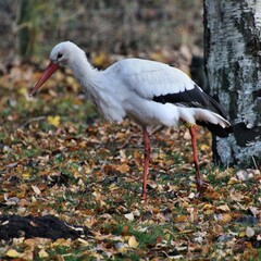A view of a White Stork