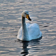 A view of some Whooper Swans in the UK