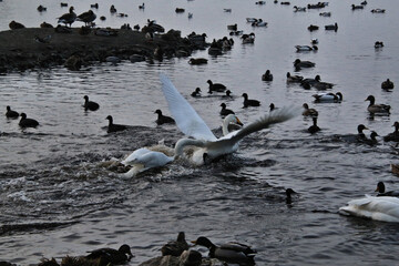 Fototapeta premium A view of some Whooper Swans in the UK