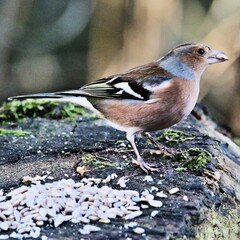 A view of a Chaffinch