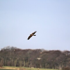 A view of a Marsh harrier in flight