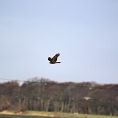 A view of a Marsh harrier in flight