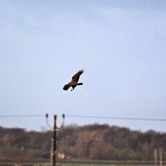 A view of a Marsh harrier in flight