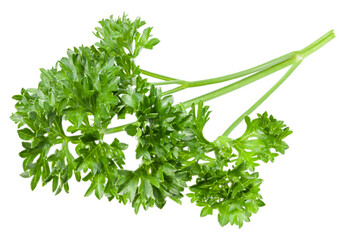 green fresh parsley leaf isolated on white background. macro. full depth of field