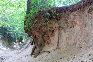 Loess ravine in Kazimierz Dolny, Poland