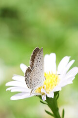 Cupido (butterfly)