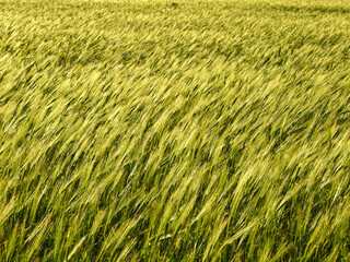 Campo de cebada. Lloc de Son Mercer de Baix. Menorca. Islas Baleares.España.