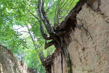 Loess ravine in Kazimierz Dolny, Poland