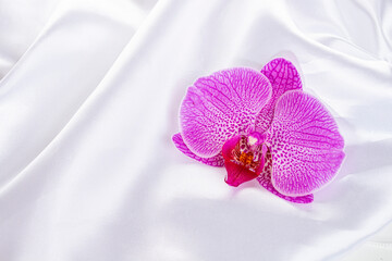 purple orchid phalaenopsis flower on a white silk background. Top view