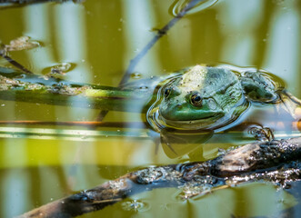 A common water frog or the edible frog sitting in the green water.