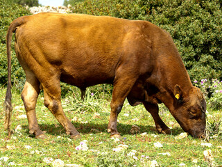 Vaca menorquina.Es Tudons. Menorca. Islas Baleares.España.