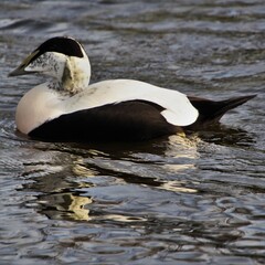 Eider duck on the water