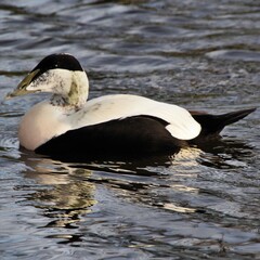 Fototapeta premium Eider duck on the water