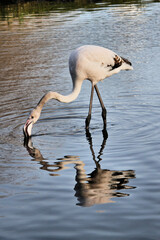 flamingo in the water