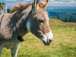 Obraz premium Portrait detail with a cute donkey in the mountains of Romania. Donkey in Piatra Mare (Big Rock) mountains