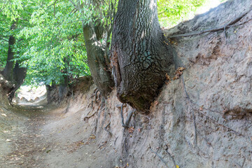 Loess ravine in Kazimierz Dolny, Poland