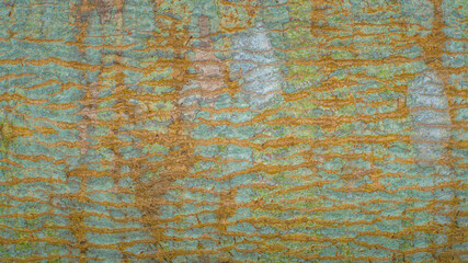 Tropical Texture:  Colorful Abstract tree bark detail