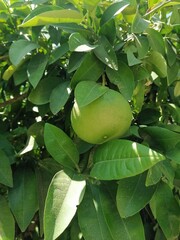 green apples on a tree