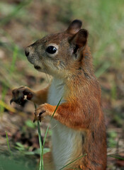 chipmunk on the ground