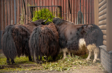 Three hairy bulls are gathered at the feeder and chewing the grass together.