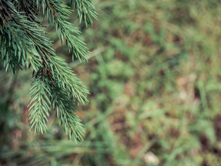 Green pine tree needles with green blurred background.