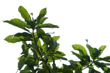 Tropical tree with leaves branches on white isolated background for green foliage backdrop 