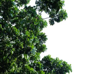 Tropical tree leaves with branches on white isolated background for green foliage backdrop and copy space 