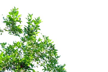 Tropical tree with leaves branches on white isolated background for green foliage backdrop 