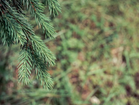 Green pine tree needles with green blurred background. - Powered by Adobe